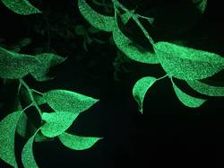 300L/HA Leaf Coverage